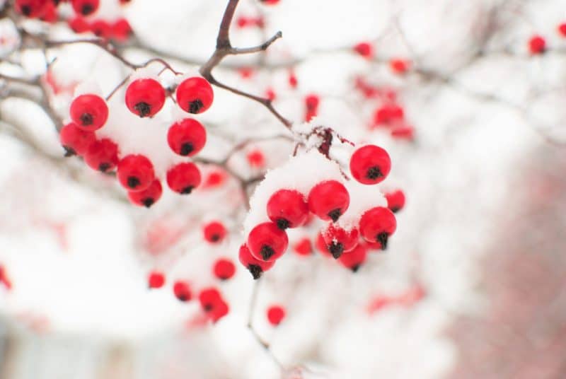december plannen